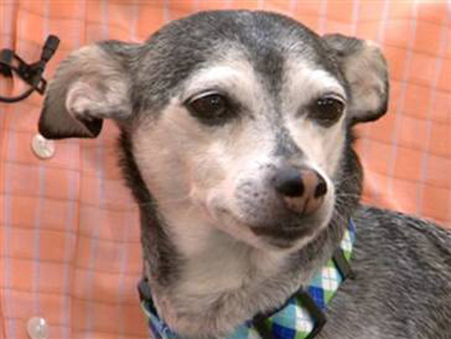 Chi Chi the Chihuahua