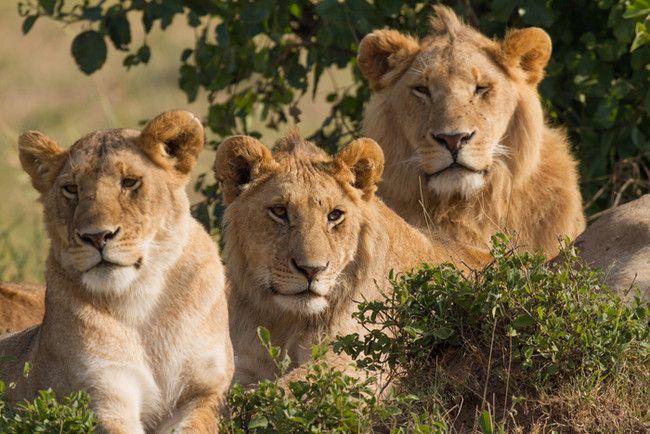 Three lions