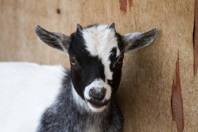Mandy the goat