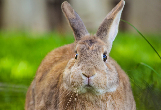 Dory the rabbit