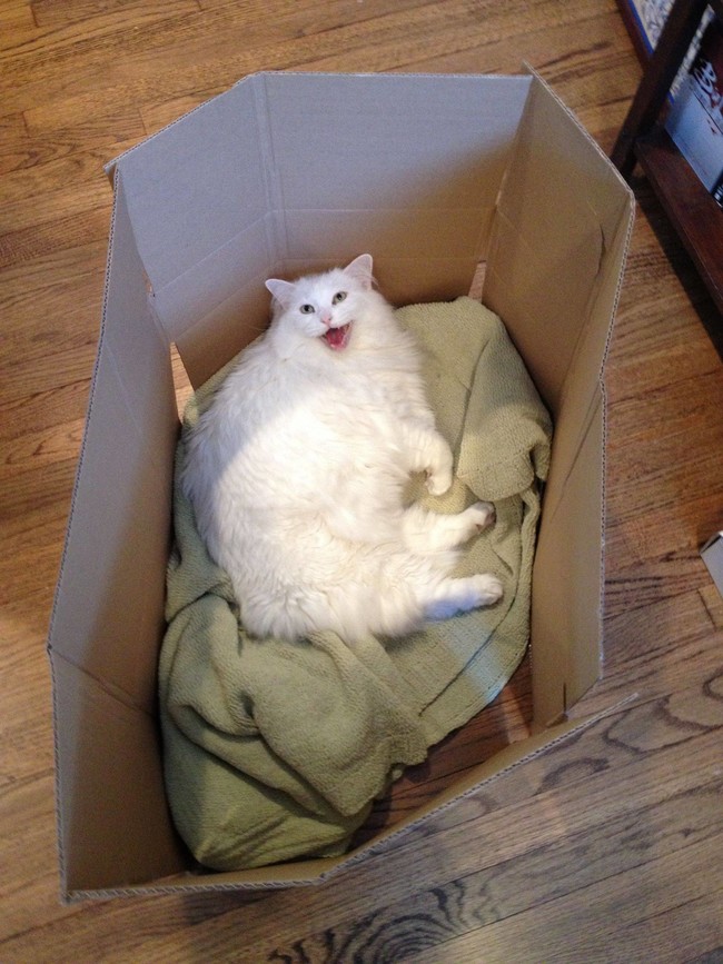 28 Cats Who Love Cardboard Boxes More Than Anything Else In Life