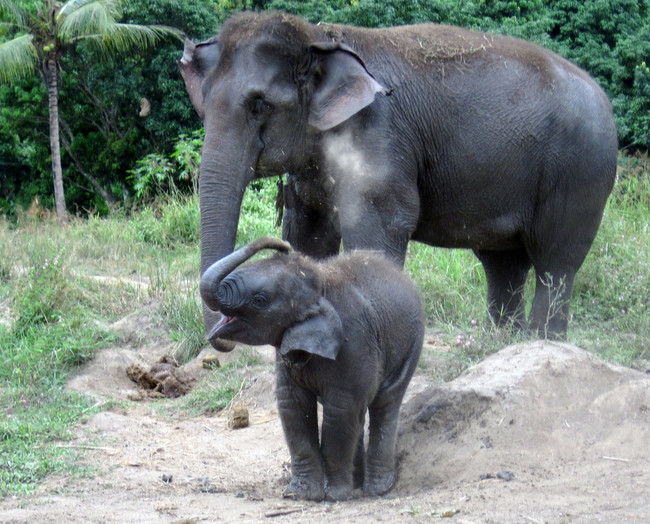 Elephants, too, have retreated to higher ground, specifically before the Indian Ocean Tsunami of 2004 (one of the worst natural disasters in human history).