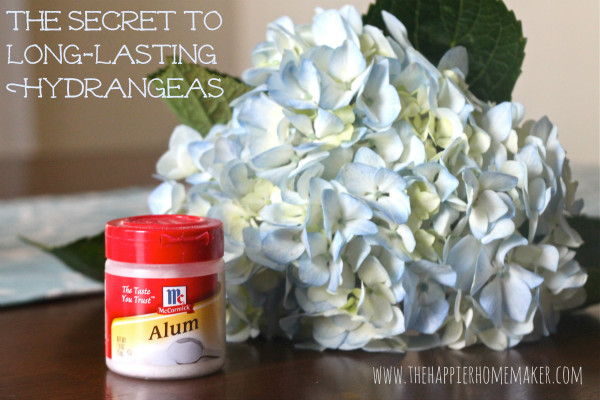 Alum will keep your hydrangeas perky and pretty longer.