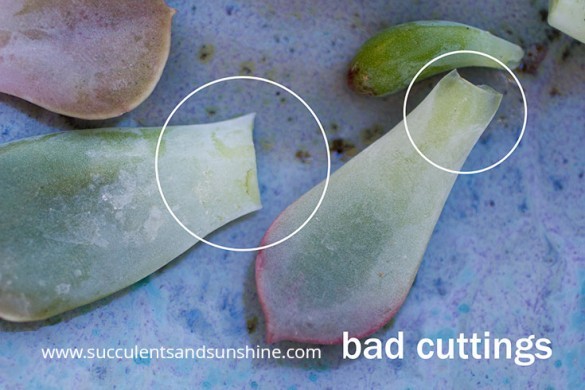 Don't slice your succulent cutting too short.