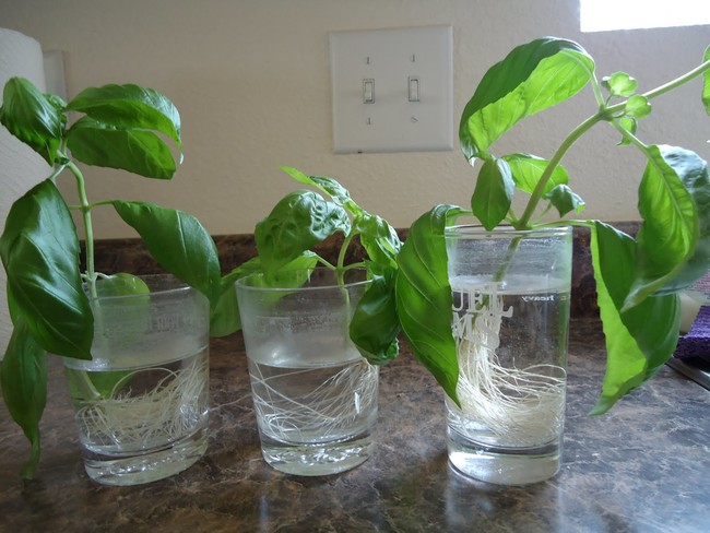 Grow your own basil from leftover store bought cuttings.