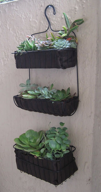 Make a cheap hanging succulent garden with a shower caddy.