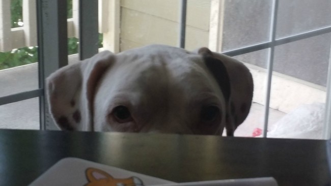 "No, go ahead. Enjoy your steak. My dry, chalky kibble is fine."