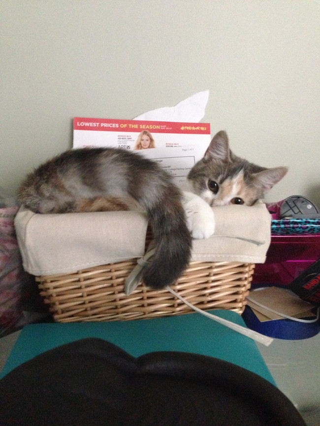 October 29 Is National Cat Day, So Here Are Our Favorite, Most Adorable