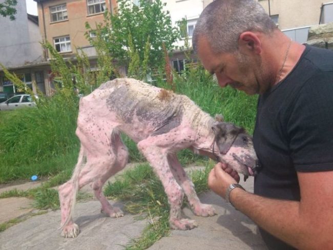 It didn't take long to track the poor dog down. She was clearly in a lot of pain.