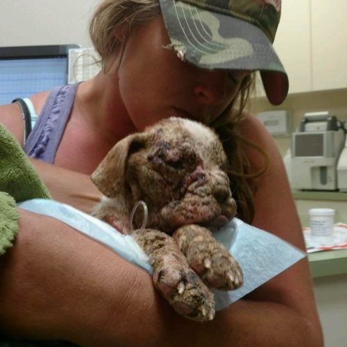 Janine Guido, the director of Speranza Animal Rescue, was absolutely disgusted that the pup was surrendered in such awful condition.