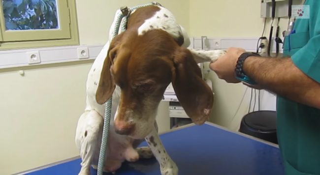 After taking the pup to a local vet, they discovered that he had a fracture in his front leg...but that wasn't all.