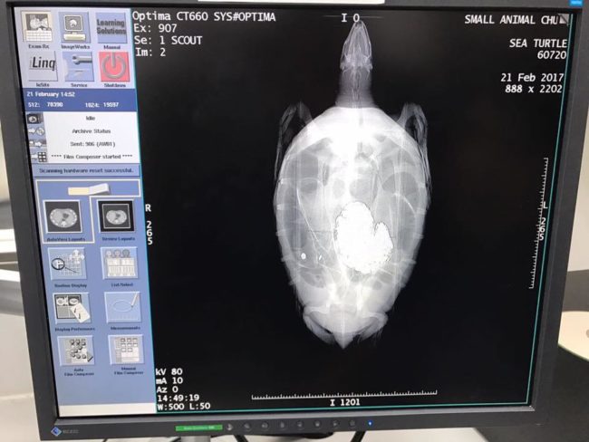 The coins were heavily pressing down on the turtle’s ventral shell, causing it to crack and swell. Bank was also suffering from a lung infection that was making it tough for him to dive, breathe, and even eat.