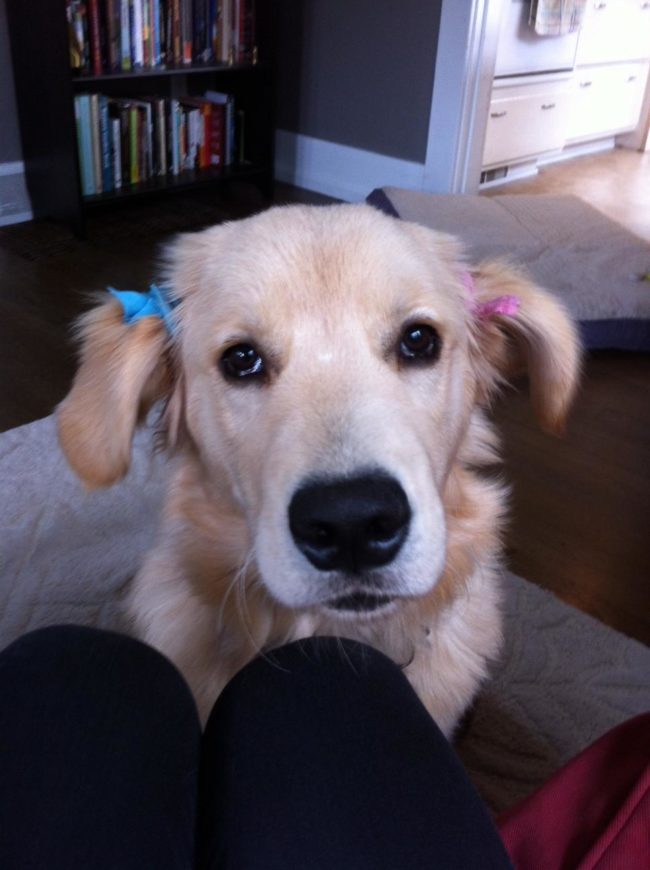 Pigtails look good on a dog, too.