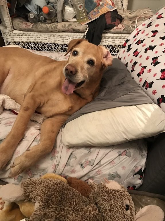 I always wonder, who helped dogs when their ears got turned inside out before humans came along? Did they spend their whole lives walking around like giant derps?
