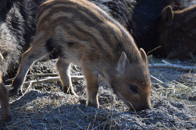 The Texas Hog Hunters Association disagrees with this tactic, along with representatives from the Environmental Protection Agency, noting that poisoning hogs can alter the entire ecosystem if other animals eat the poisoned body. This starts a chain reaction of more and more animals being affected.