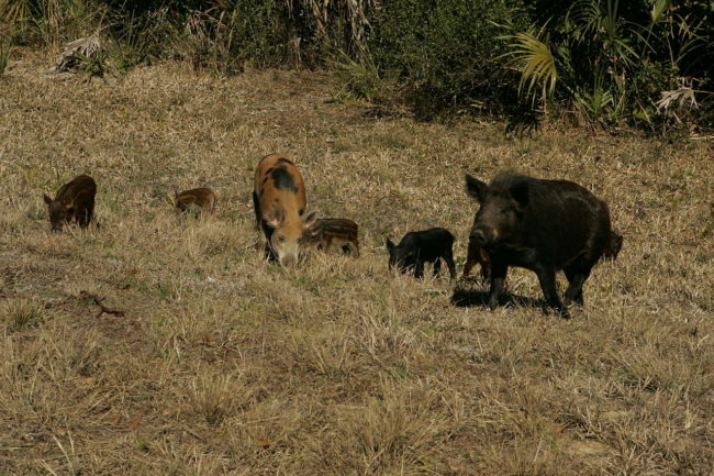 The population keeps expanding despite organized hunting groups and regulations that even allow hunters to shoot hogs by air.Agriculture Commissioner Sid Miller says of the animals, "They’re so prolific, you can’t hardly keep them in check."