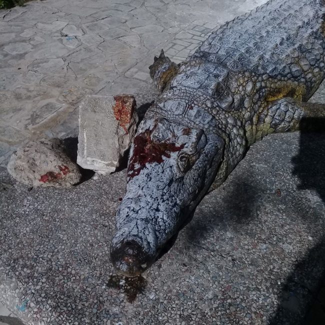 “It’s terrible. You cannot imagine what animals endure from some visitors,” said Amor Ennaifer, a vet at the zoo.“Citizens leave waste and plastic bags…They throw stones at lions and hippos.”