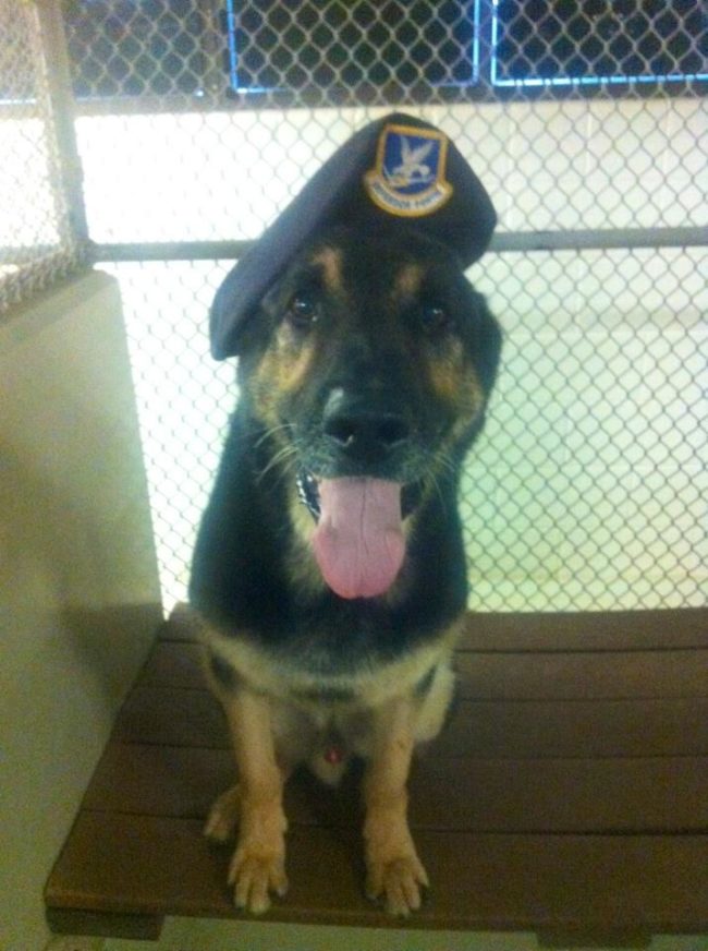 Bodza retired from service in 2014, but Smith wasn't willing to part with him.That's when he got the best surprise he could ask for.