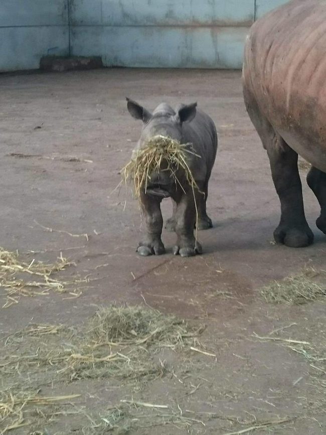 Investigators reported that the vast majority of these deaths were preventable. Unsafe enclosures saw the death of at least one giraffe that had slipped and fallen due to lack of sand atop concrete. A pregnant rhino was also given no bedding. Some of the animals that died were members of endangered species.