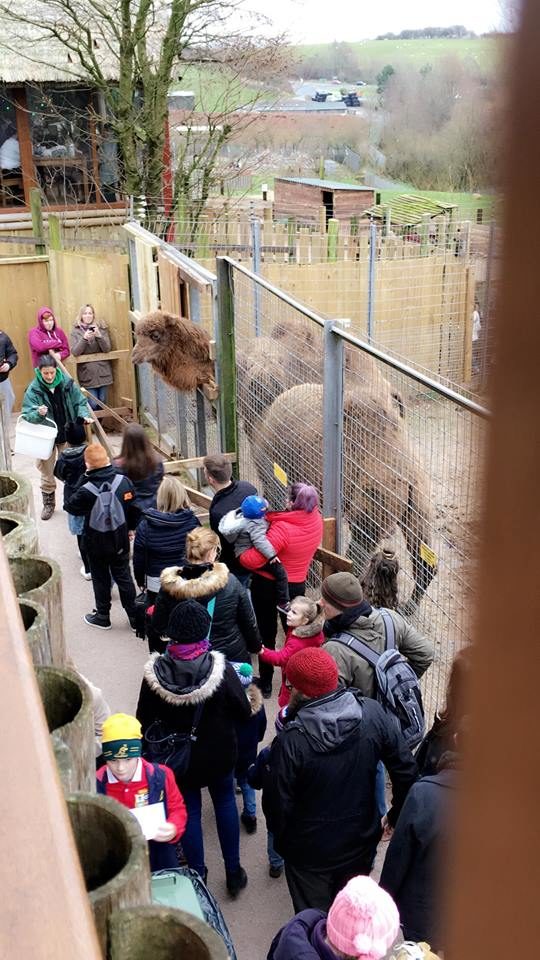 And when a council chose not to let the facility renew its zoo license in 2016, it raised red flags for CAPS.