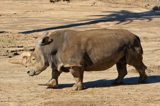 It is a dire situation, but Dvur Kralove officials are intensely fearful for their animals, partially due to the fact that this zoo is known as the only one to successfully breed the northern white rhino in captivity.