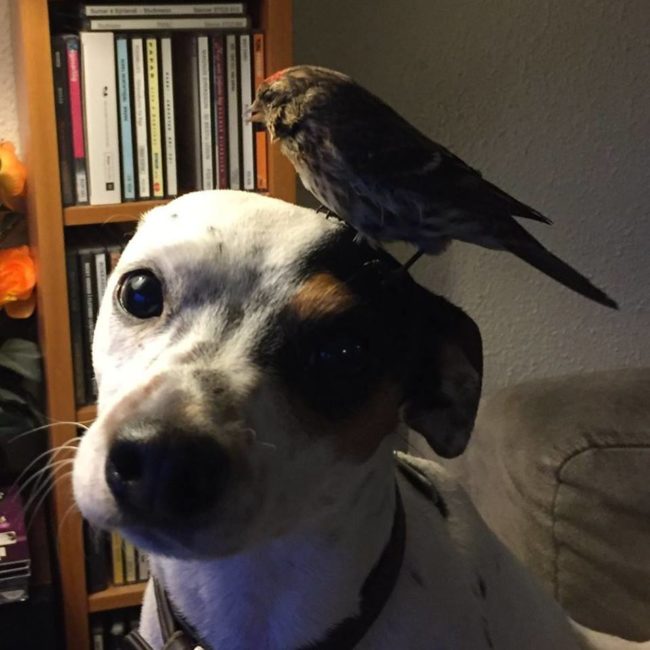 Bíbí ended up staying overnight and was able to fly away the next day -- but Diamond hasn't forgotten him.Sigurjónsson says that when he asked where Bíbí was after he left, Diamond "ran directly to the balcony door and jumped on the arm of the sofa to look out. He knew exactly what I was talking about."