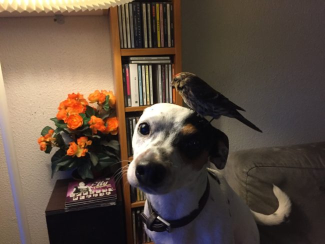 Before setting the bird free, Sigurjónsson says he "wanted to take some pictures first, so I put it in my open palm and took some snaps. Then he flew a big circle in my living room and landed back…right on top of Diamond's head!"