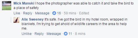 People were understandably concerned about what would happen to the cockatoo, but Sweeney already had that covered.