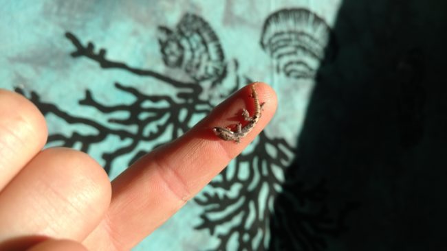 Here's what came out! How cute is that? It's a tiny gecko!