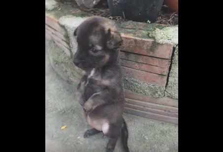 Reportedly, the abuse was too much for the smaller dog to handle. It's not much of a leap to imagine that holding this type of unnatural position would cause pain and damage to his little body.