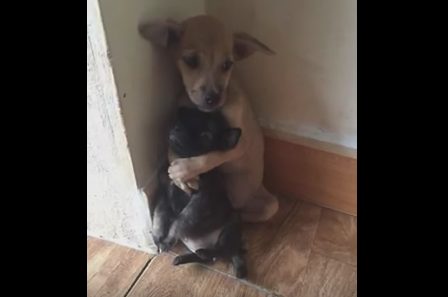 What's more, the older puppy was constantly holding onto a younger one. Many commenters online have suggested that the larger pup was trying his best to provide comfort after the horrors they experienced as strays.