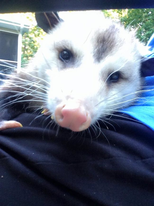 But Opie is more than just a house pet and companion. He’s also a working man.