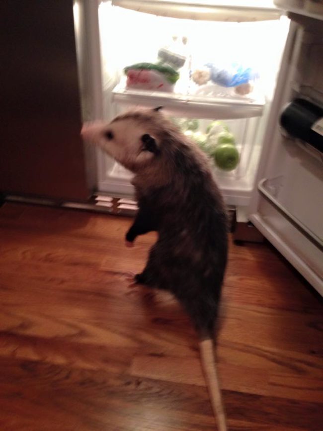 Like any other house pet, Opie gets his fair share of treats and goes for daily walks.