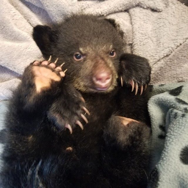 Today, Elkhorn is healthy, but his future is uncertain. It's unlikely that he can be released to the wild, but Hancock hopes he'll get an invitation to a wildlife sanctuary where he can live a full and happy life. If not, he could wind up in a zoo.