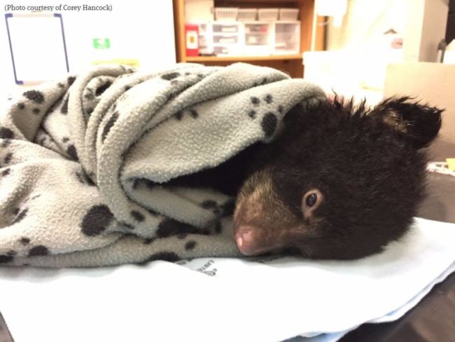 But Elkhorn DID make it! He was emaciated, dehydrated, and near starvation, but he was alive. For the next hour, Hancock and Turtle Ridge staff massaged and warmed the freezing cold bear and pumped him full of electrolytes.