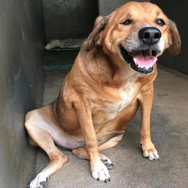 Today, Bohina has lost over 30 pounds. His caregivers are hoping that he can lose another 15.