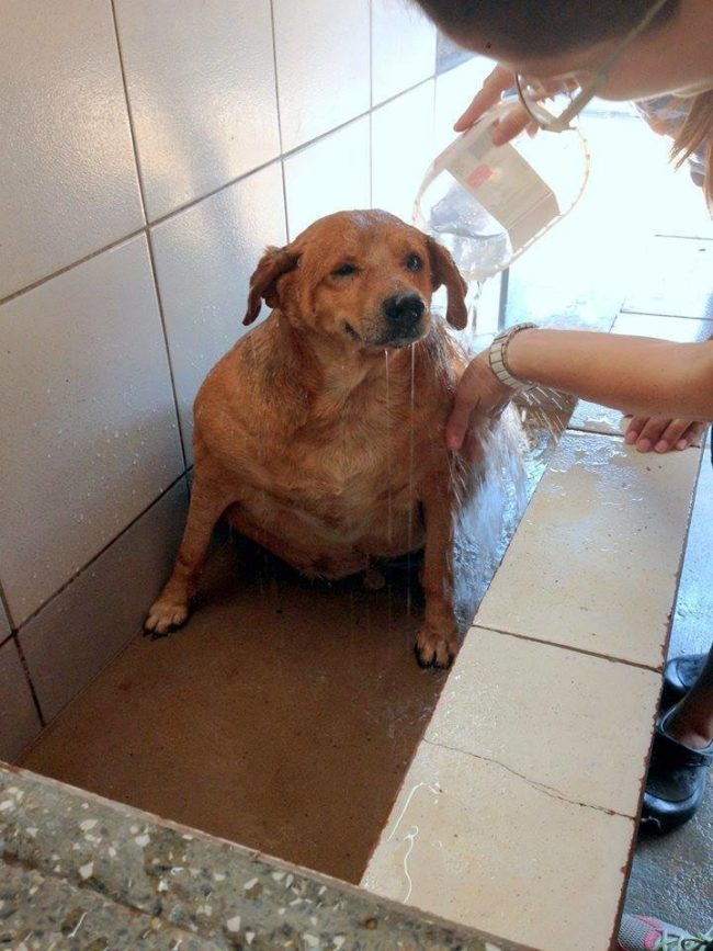 First thing's first, he needed a nice, hot bath -- quite possibly the first bath of his life! Judging by that smile, he adored it!