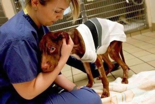 When his health deteriorated, the criminal owner pushed him down a garbage to plummet 22 stories to a trash bin. Miraculously, Patrick still survived.