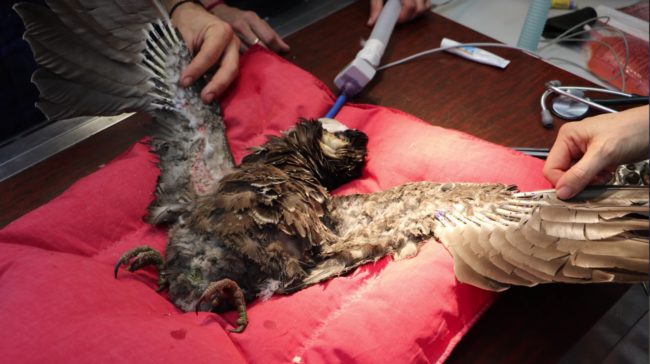 It is still recovering after surgery and will have to undergo rehabilitation before going back out into the wild.