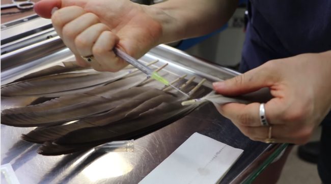 Imping requires coating the donor feathers in superglue and using matchsticks to act as quills before attaching them to the dead skin of the bird’s wings.