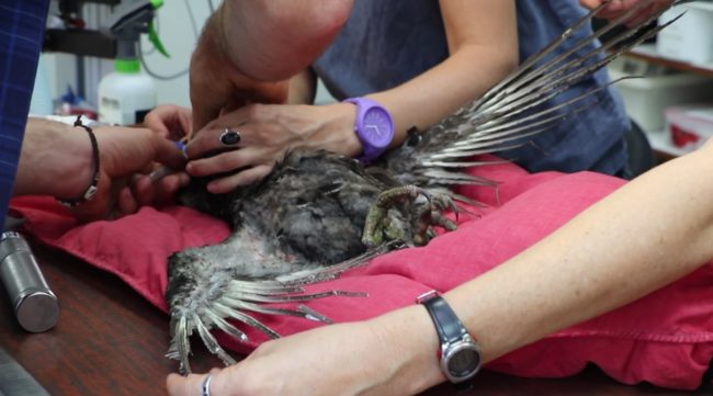 Attaching these new feathers would ensure that it'd be able to fly once released back into the wild.