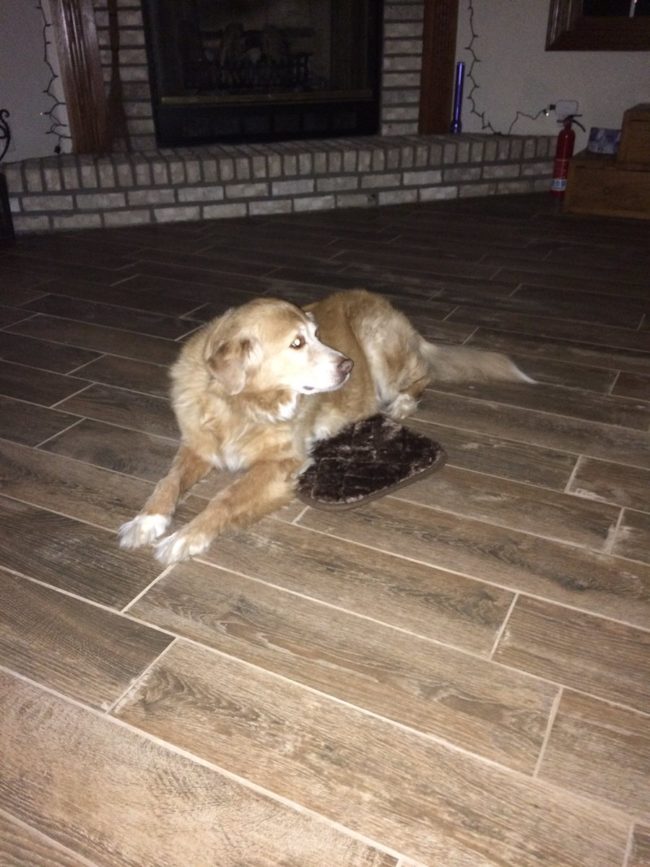 Despite his human's silly mistake, Kenny does not seem to mind even a little bit. This big dog will sit on his tiny bed no matter what.
