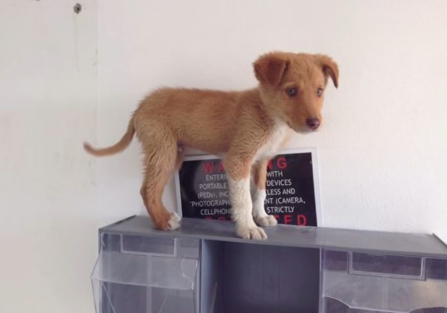 He was missing his son when Jax came along.That's when Fisher says the puppy "lifted his spirits" and made his days much more bearable.