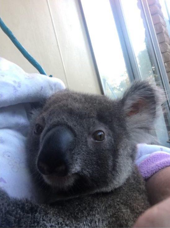 Longman says of the baby animals, "They took the three friendliest ones. They just would have walked right up to them. They would have thought it was me going in there to feed them again. Now they are gone."