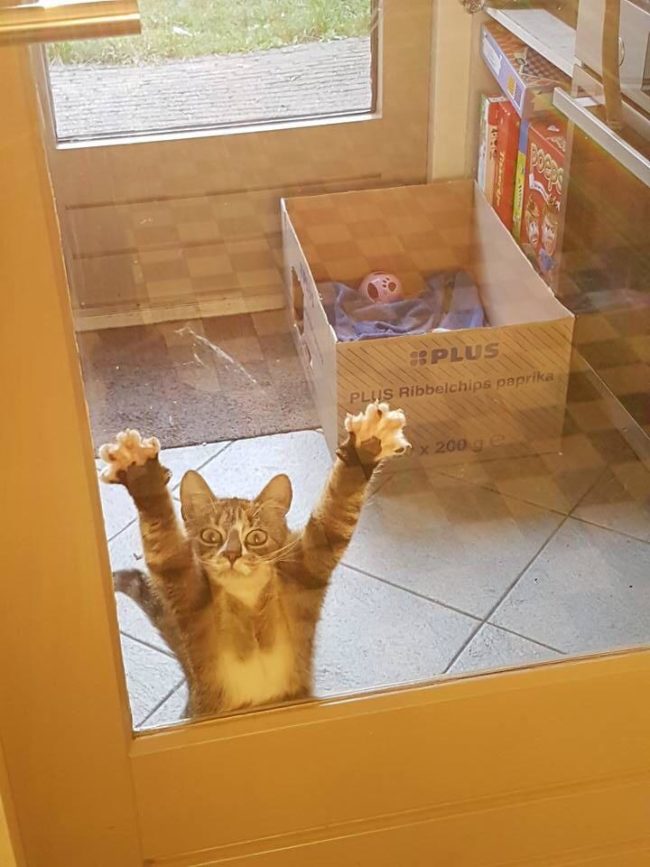 "HEY HI HELLO PLEASE LET ME INSIDE NOW THANK YOU SO MUCH."
