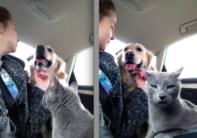 This peasant of a human always pays more attention to the dog. The cat is not pleased.