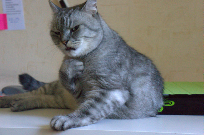 "Hooman, I am personally offended by the words coming out of your mouth right now."