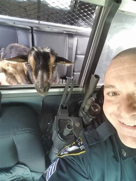 Being the fine officer that he is, Fitzpatrick took them on a ride in his squad car and drove around looking for their owner.