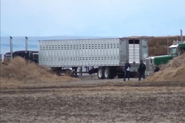 When the time comes to go off to slaughter, the horses are gathered onto tractor trailers and shipped off to the airport.