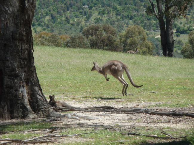 On average, a kangaroo’s cruising speed is 20 miles per hour, but they can reach speeds of 30 miles per hour!
